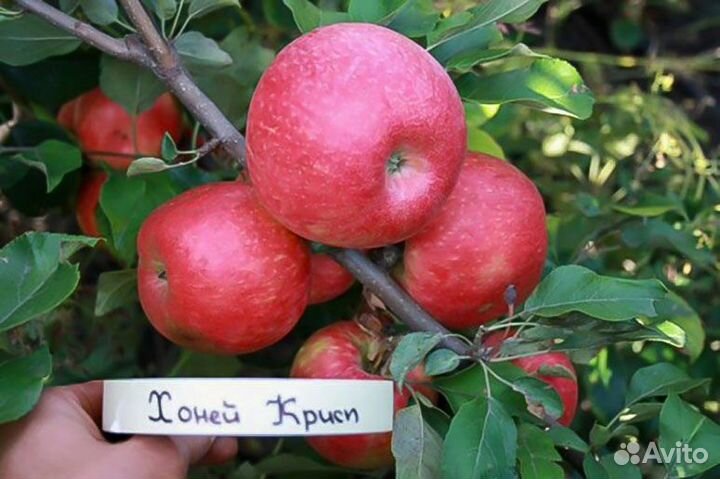 Плодовые деревья и кустарники