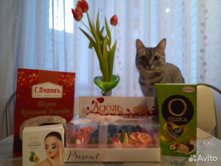 Кошка потерялась