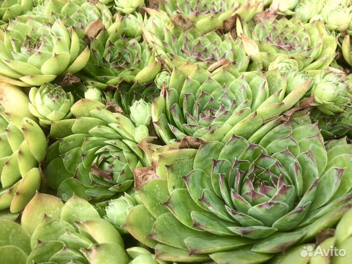 Молодило(каменная роза)