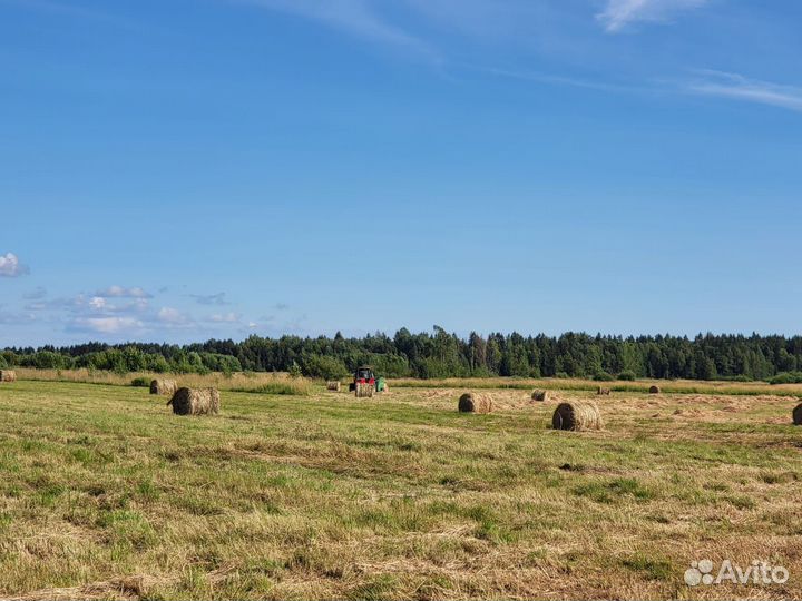 Сено в рулонах 2024 год