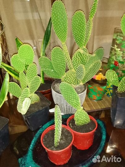 Кактус опунция