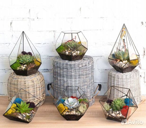 Флорариум суккуленты