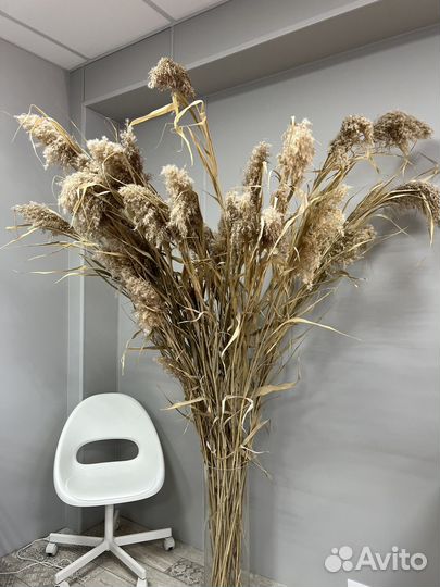 Кортадерия пампасная трава декор