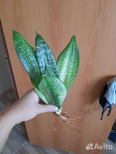 Эухарис амазонская лилия