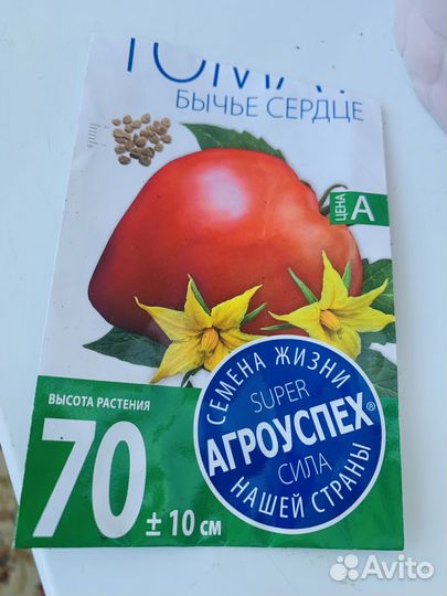 Рассада помидор