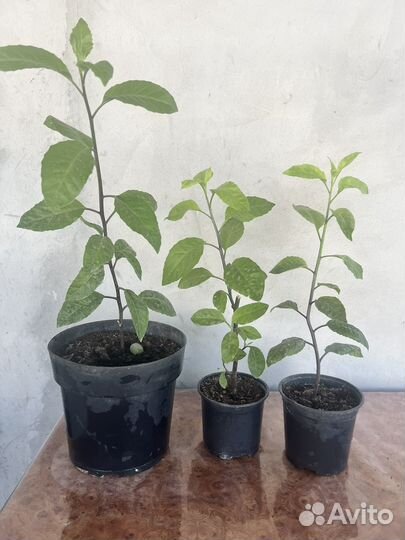 Джинура Листья Бога