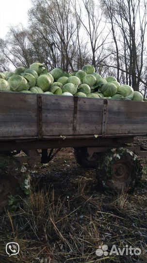 Капуста оптом