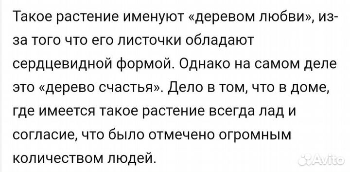 Аихризон или дерево любви