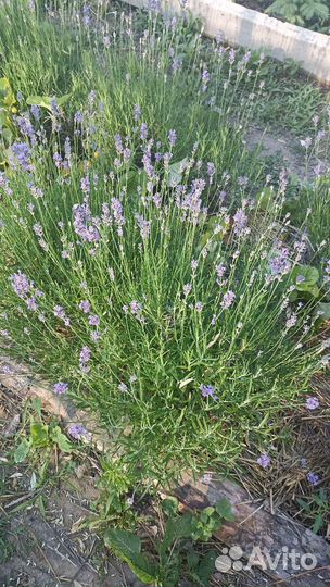 Лаванда