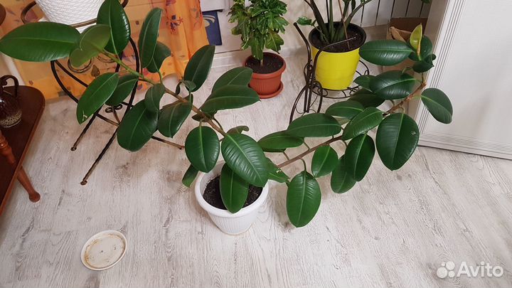 Комнатные растения