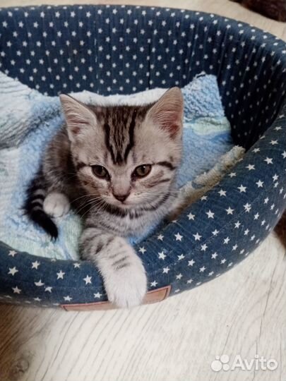 Продам шотландские котят