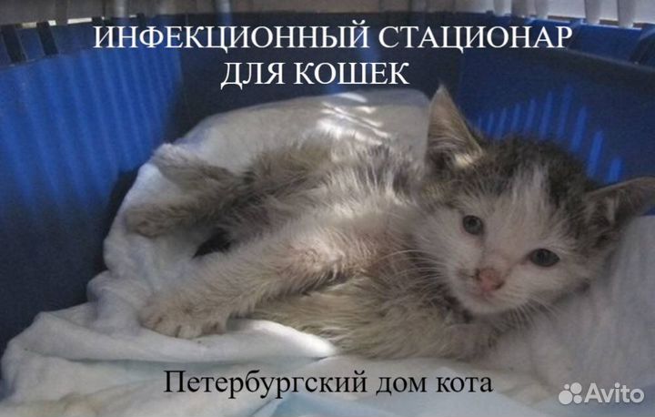 Инфекционный стационар для кошек