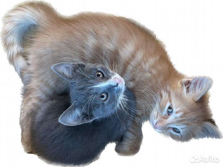 Кошки в добрые руки