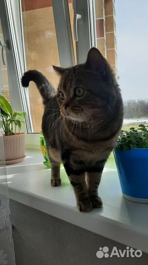 Шотландский кот вязка