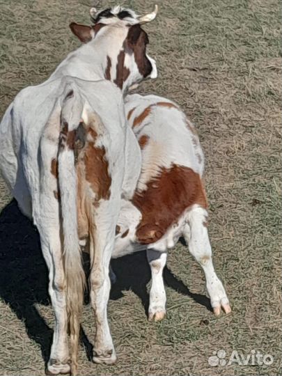 Корова первотелка
