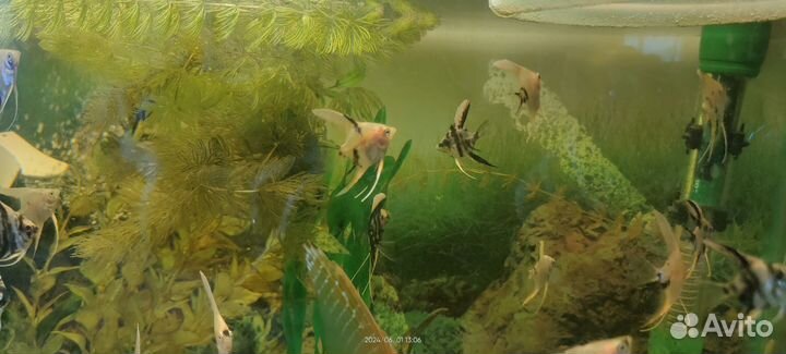 Аквариумные рыбки скалярии