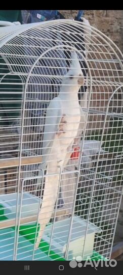 Попугай корелла мальчик