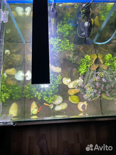 Продаётся аквариум 38х38х43 см, 60л с рыбками