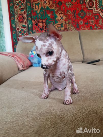 Щенок мексиканская голая, мальчик