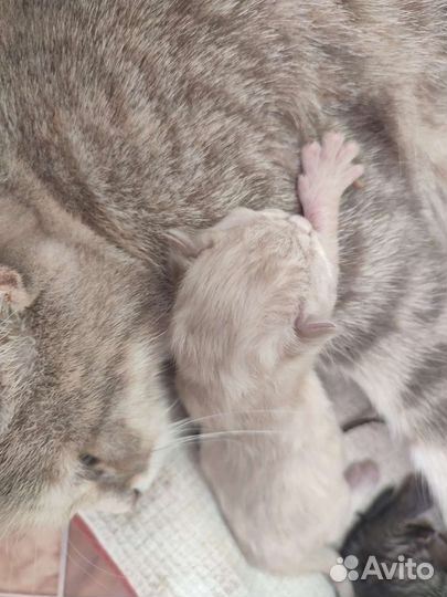 Кошка в дар бесплатно