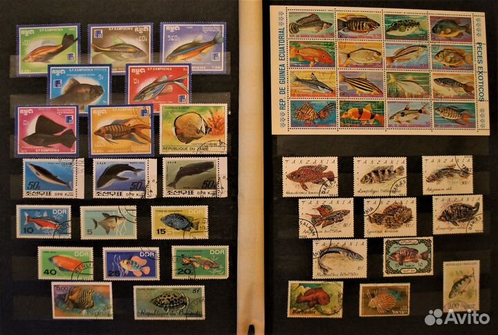 Морская фауна