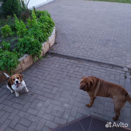 Зоогостиница