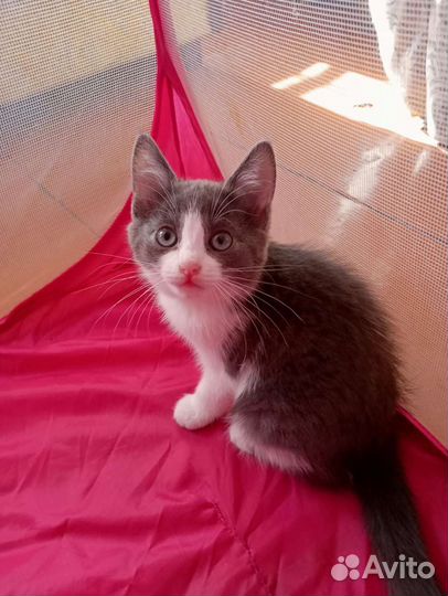 Три сестрёнки от кошки крысоловкиКошка