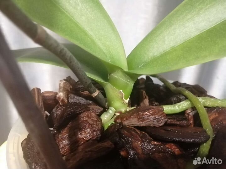 Орхидея Фаленопсис бабочка Сого Юкидан es