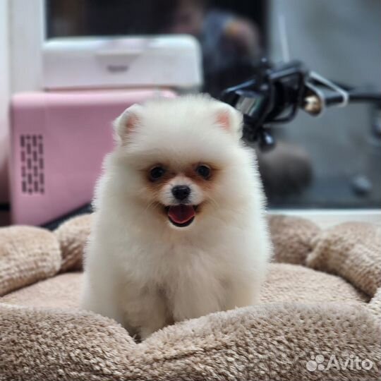 Белый померанский Шпиц