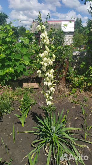 Пальма юкка