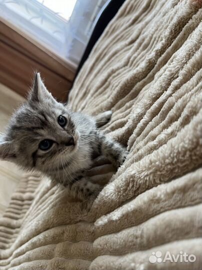 Шотладские котята