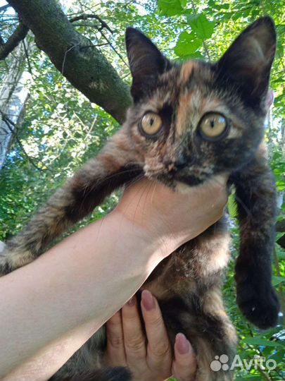 Кошка в дар