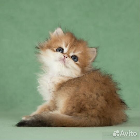 Котята золотые британские длинношерстные шиншиллы