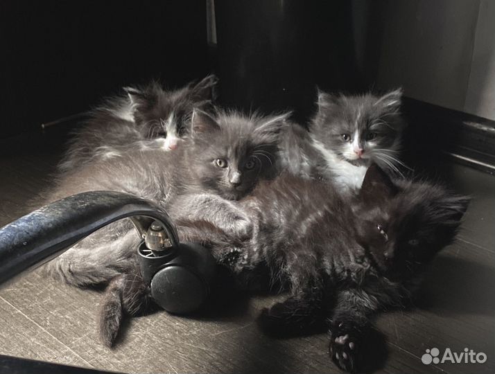 Котята мейн-кун метис