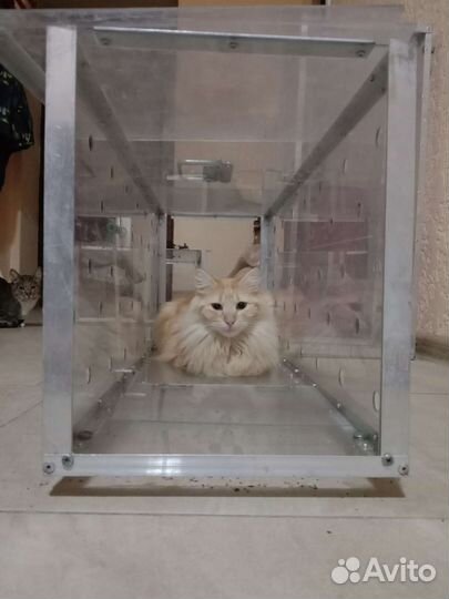 Ловец, отлов кошек, кошколов