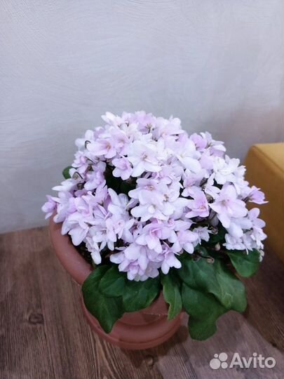 Трейлеры ампельные и кустовые