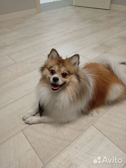 Немецкий шпиц вязка