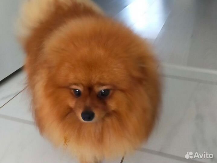 Вязка. Померанский шпиц медвежьего типа