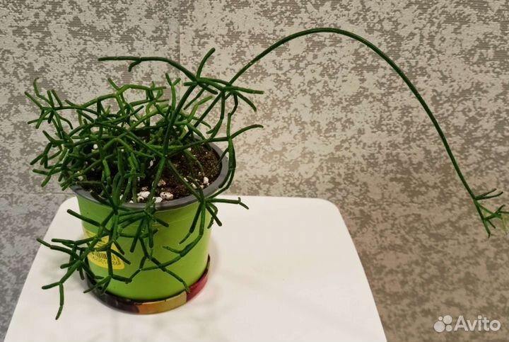 Рипсалис цереусовидный