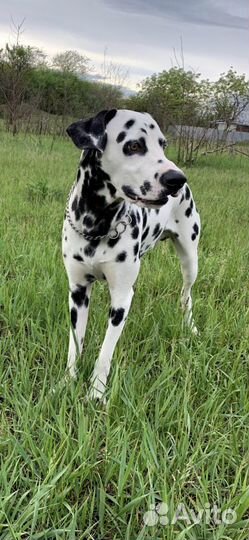 Далматинец