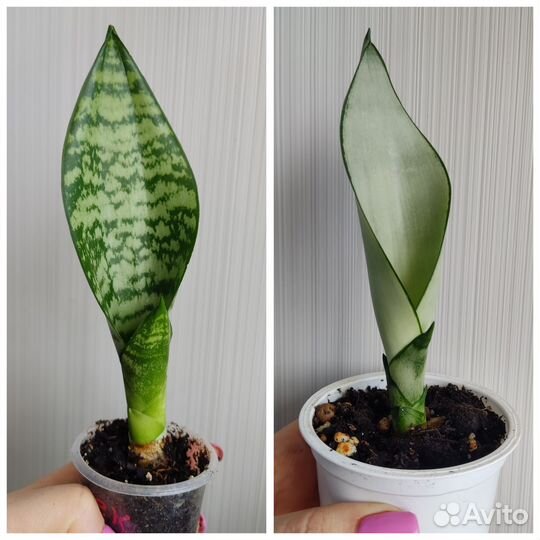 Сансевиерия сортовая и другие