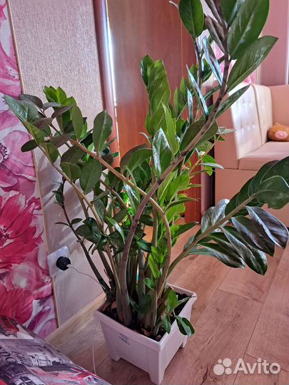 Замиокулькас