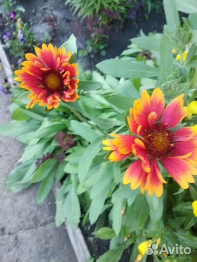 Ирисы, Рудбекия. Лилейник. Валериан Рябчик Анемона