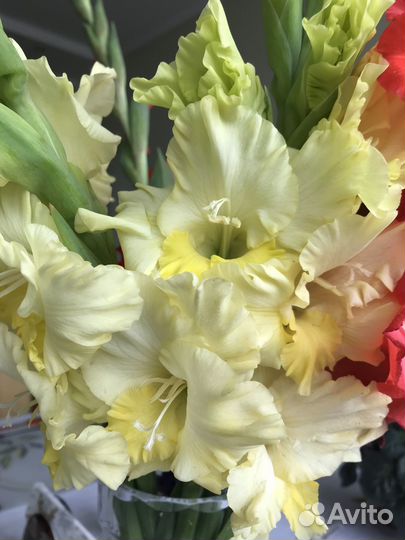 Гладиолусы луковицы