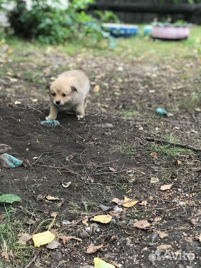 Щенки в добрые руки