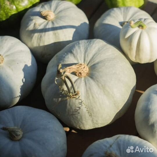 Тыква декоративная белая