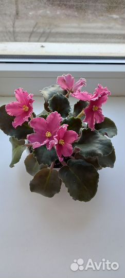 Фиалки сортовые