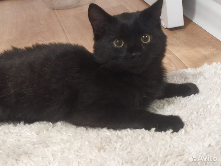 Кошечка подросток Катя