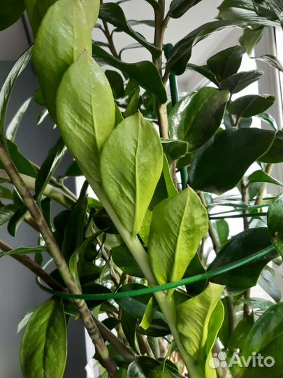 Замиокулькас