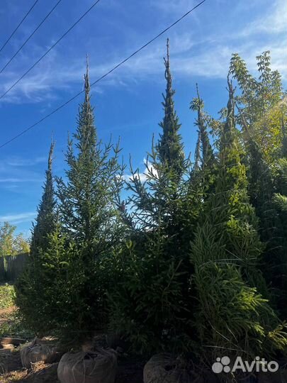 Ели и сосны из питомника